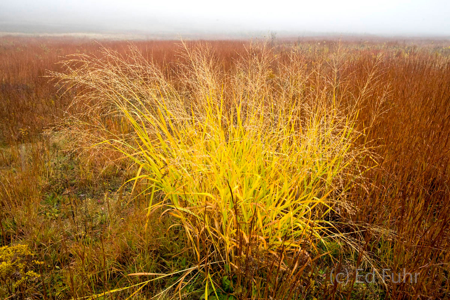 Big Meadows Fall Grass Golden grass contrasts with the ruby red berry bushes in Big Meadows.