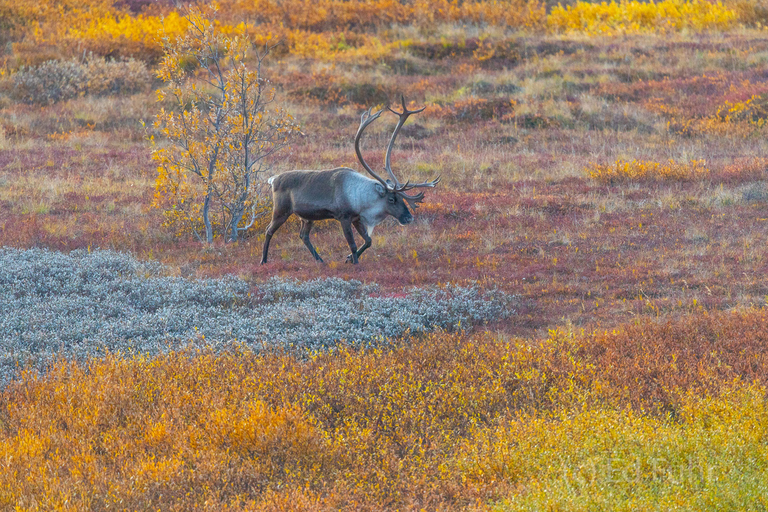 A male caribou leads the way