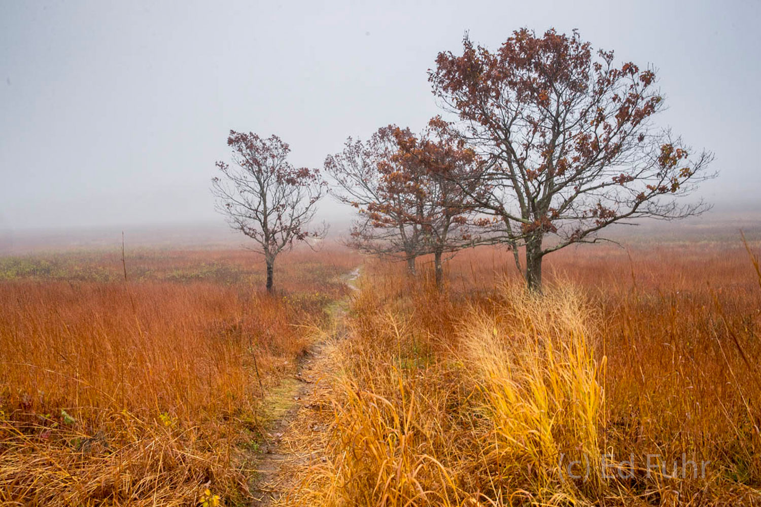 Big Meadows in Autumn Over the years, deer and other animals have worn a series of well trod paths through Big Meadows.