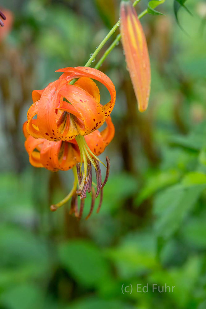 Solitary Cap Turks Cap