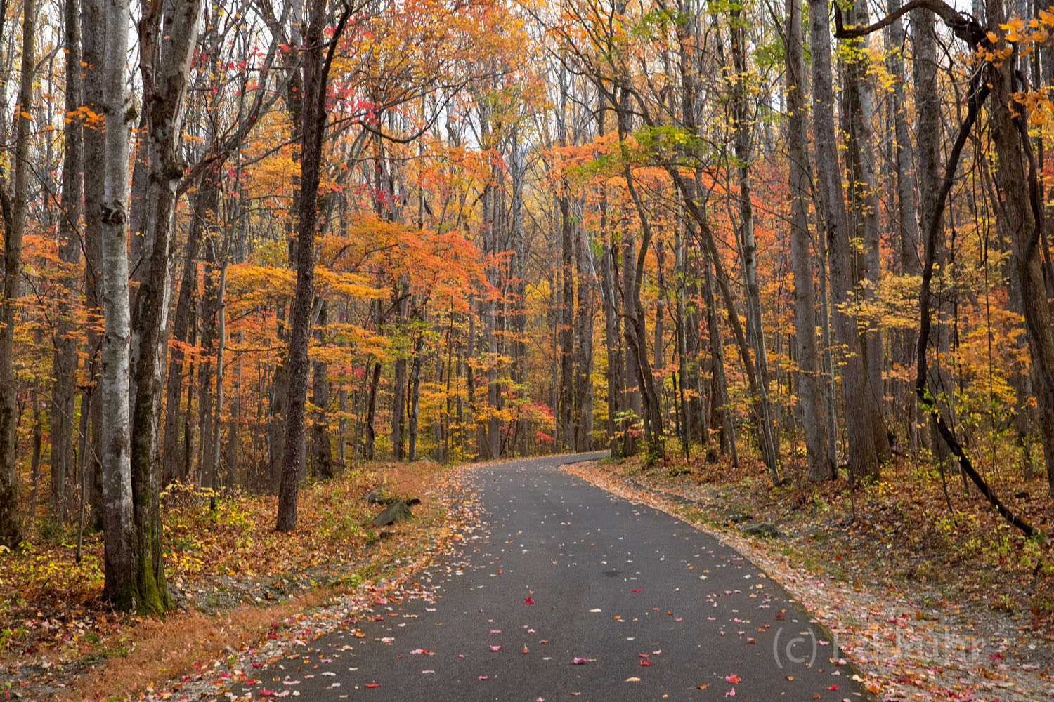 Autumn leaves color the always enchanting Roaring Fork Motor Trail.