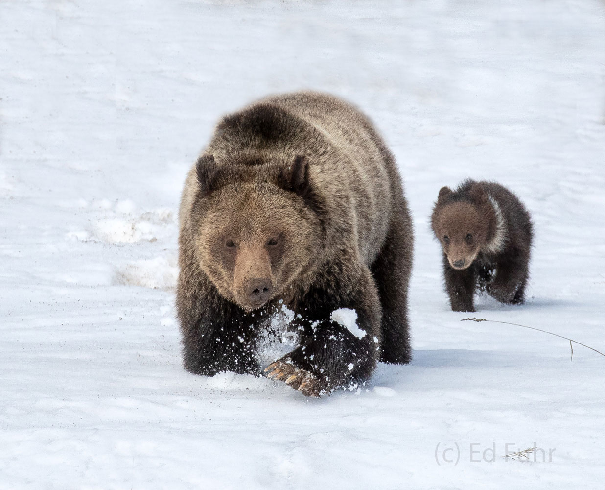 With immense claws and power, grizzly Pepper plows through the snow, as her cub Pepper rallies from behind.