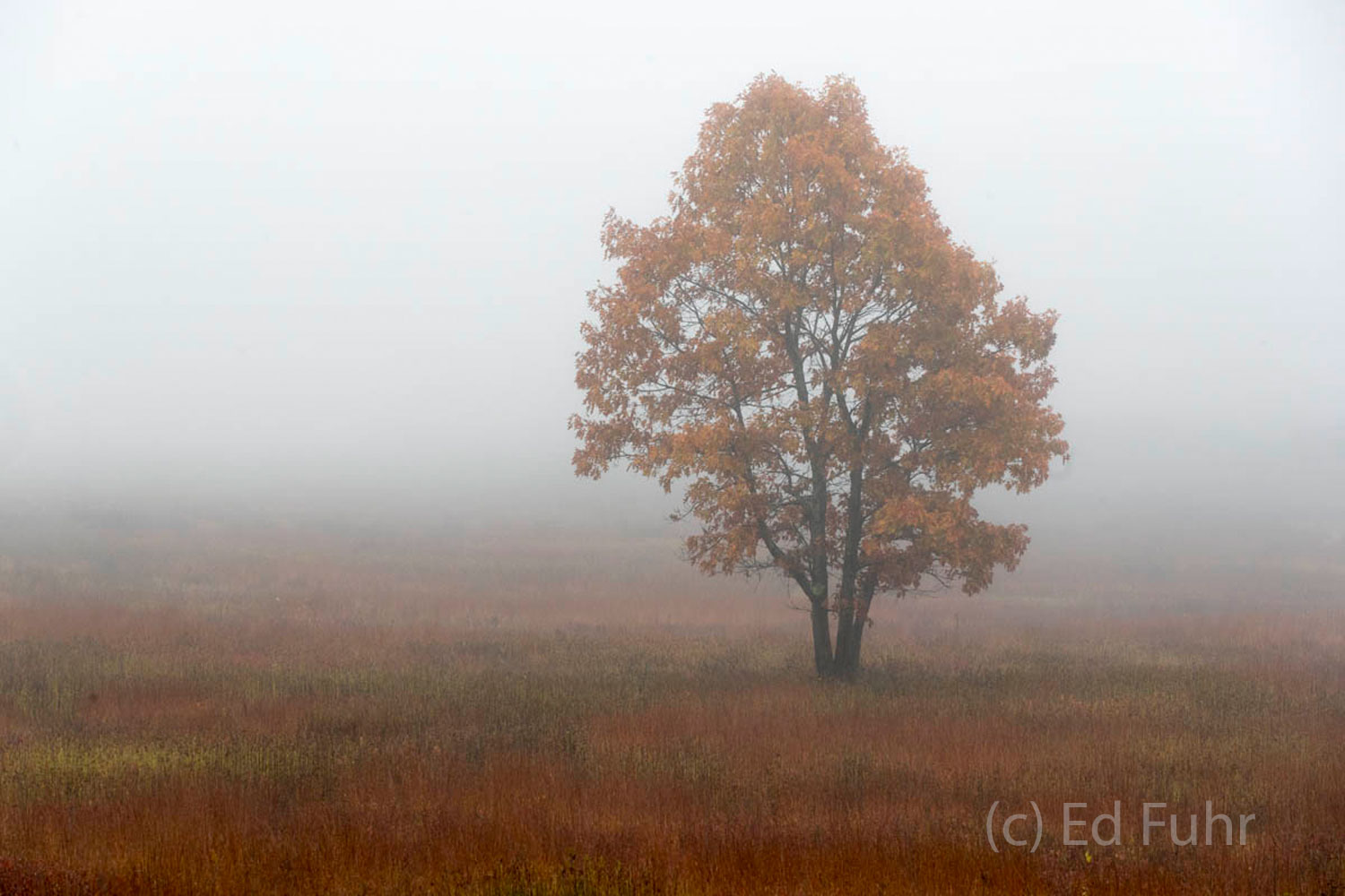 A heavy bank of fog covers Big Meadows.  A lone oak stands above the grasses and berry bushes.