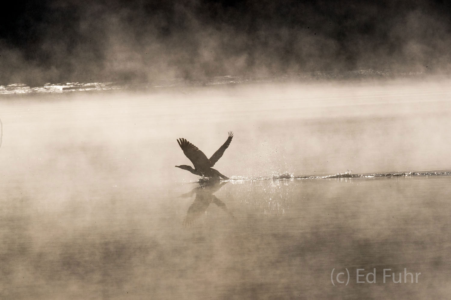 A cormorant lifts off from the fog shrouded waters of the James River, Virginia.