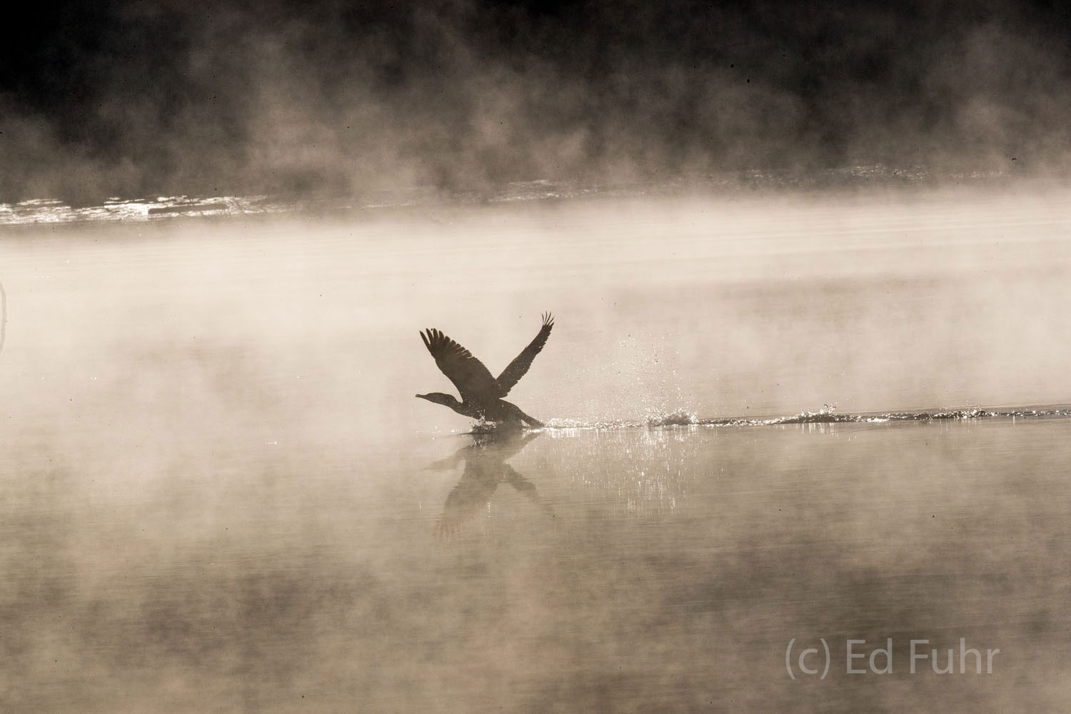 Cormorant in the Fog A cormorant lifts off from the fog shrouded waters of the James River, Virginia.