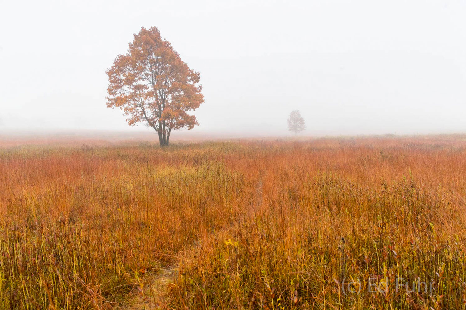 In early fall, Big Meadows turns into a colorful carpet.  The heavy fog simplifies the meadow and it is seen in its most elemental...