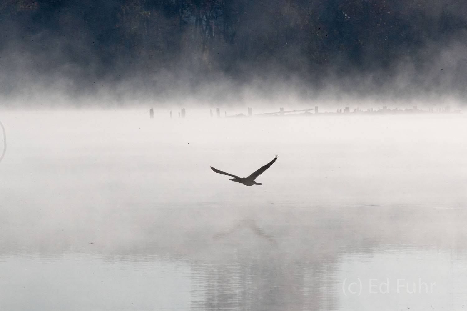 A cormorant leads us through the fog.