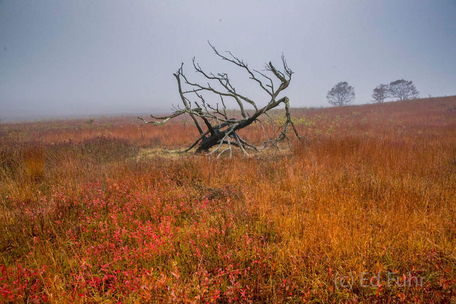 Like the skeleton of some extinct dinosaur, this dead tree rises above the grasses of Big Meadows.