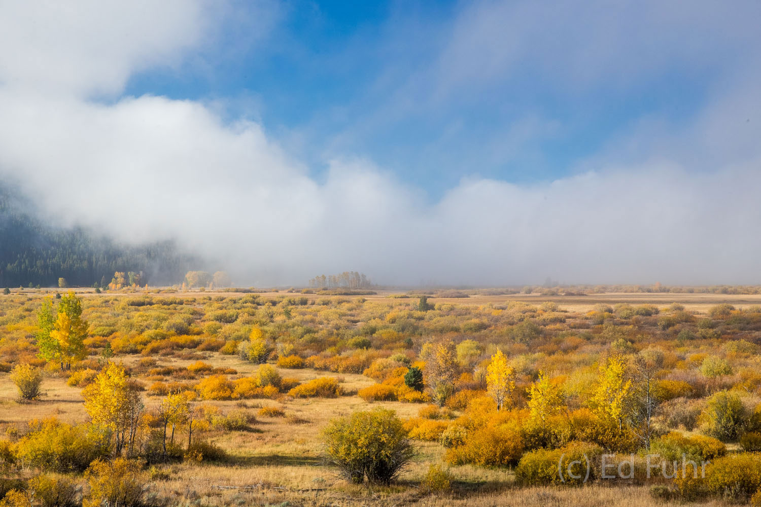 Fog Over the Flats Fog rolls across the willow flats obscuring Signal Mountain.