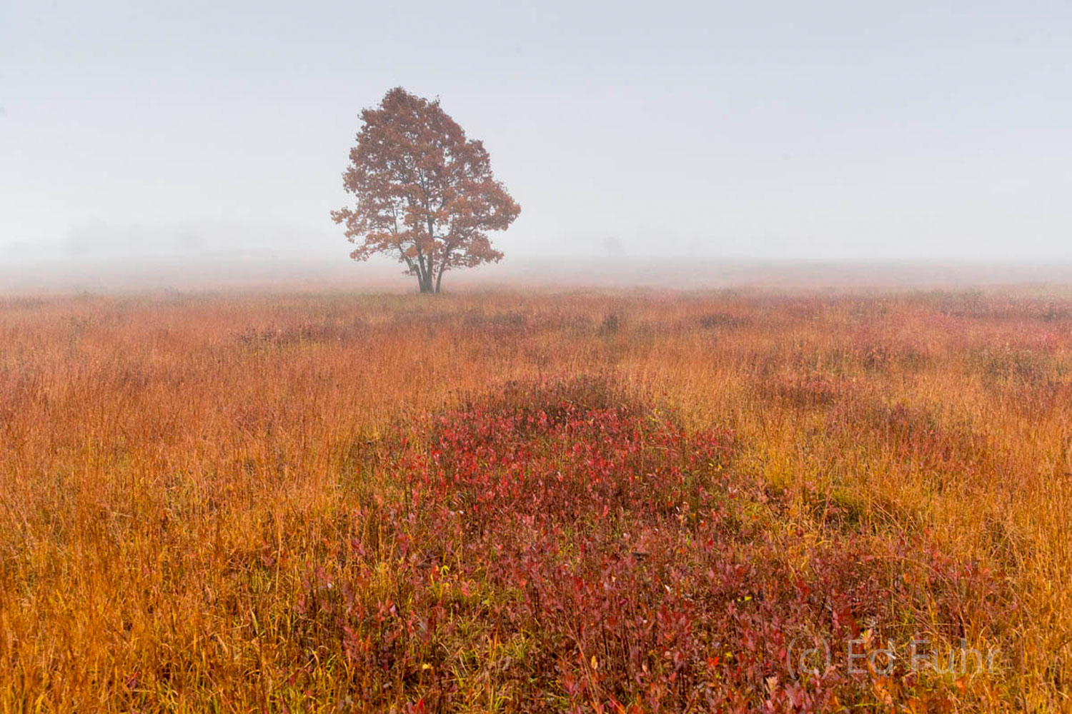 Big Meadows Oak The fog highlights the colors of Big Meadows.