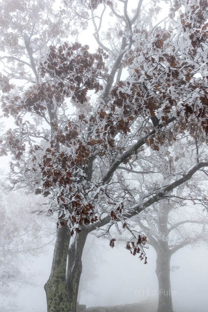 Ice Oak Sculpture Frozen fog coats a heavy icy embrace.