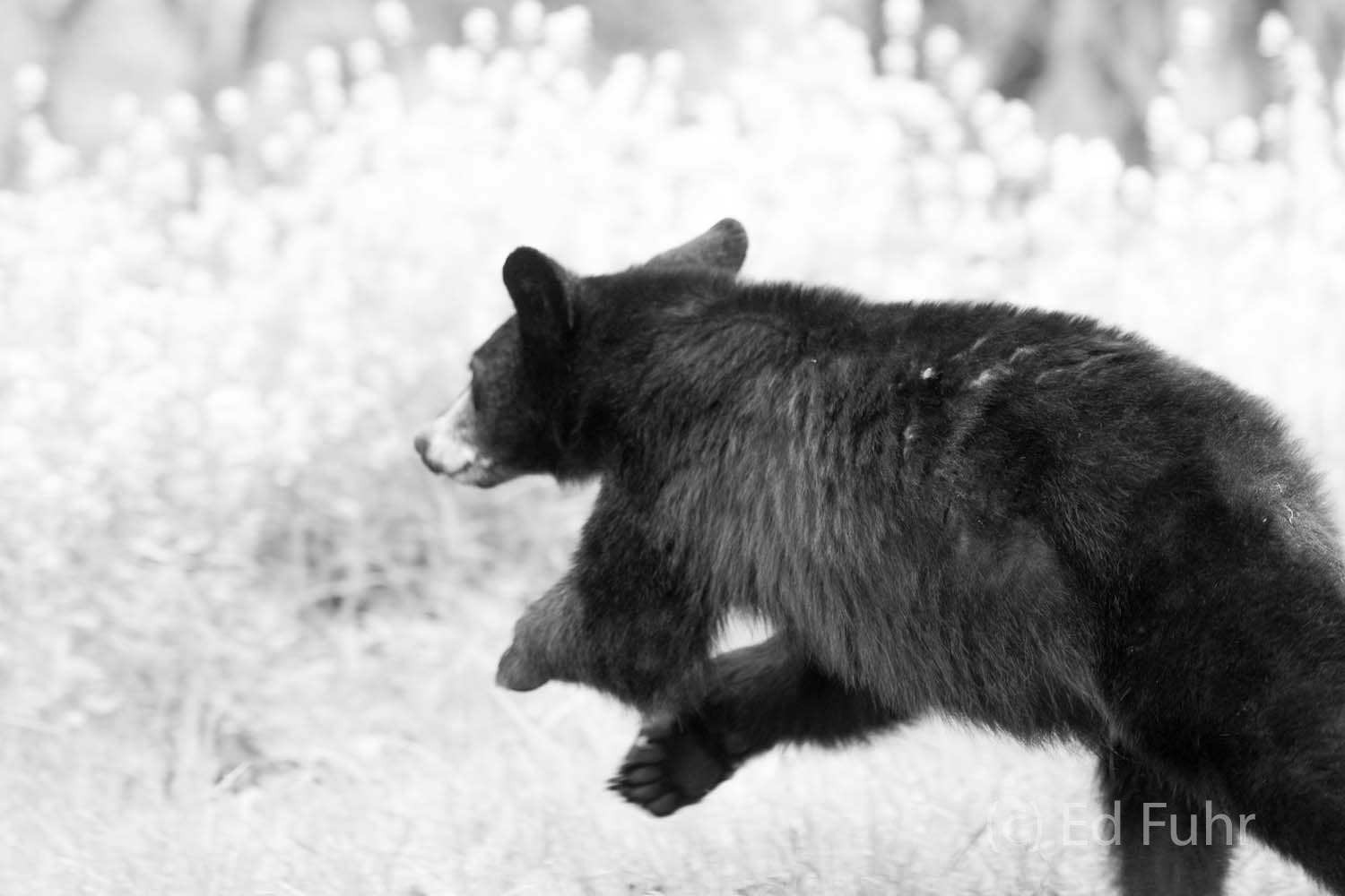A black bear runs into the safety of the forest's edge.