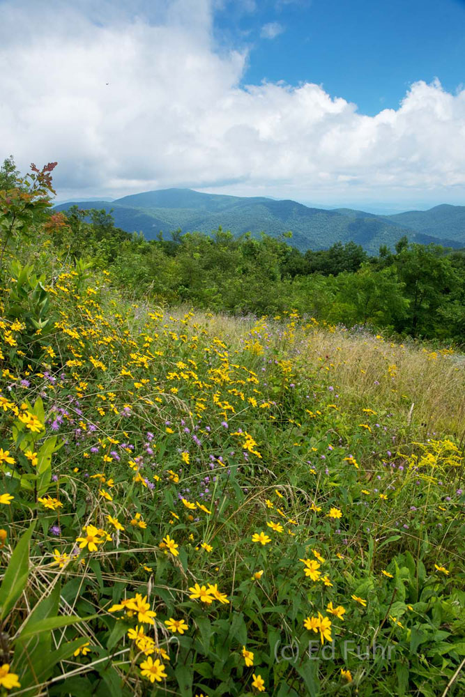Wildflowers bloom on a hillside below Shenandoah's peaks.