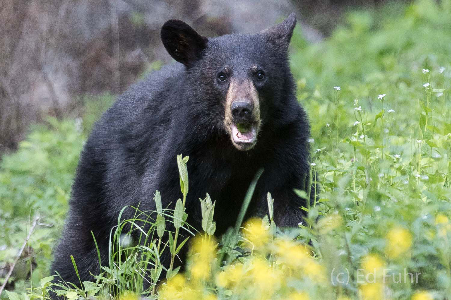 This black bear, the mother of three cubs, is in an unending search for food, grazing here on a buffet of spring wildflowers.