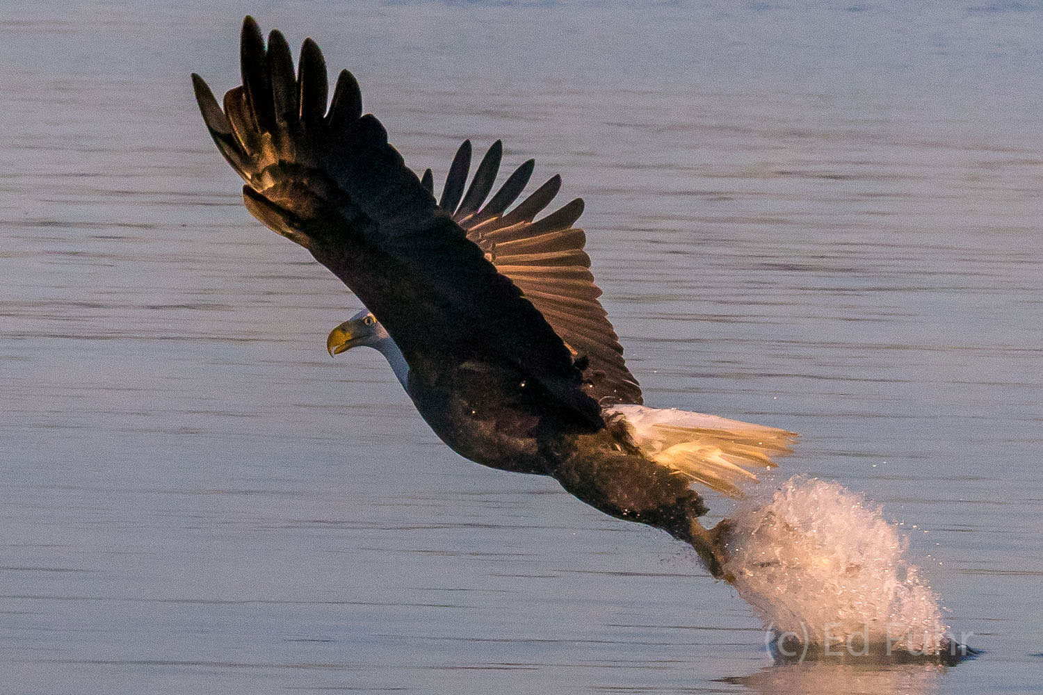 A bald eagle rises after a successful strike.