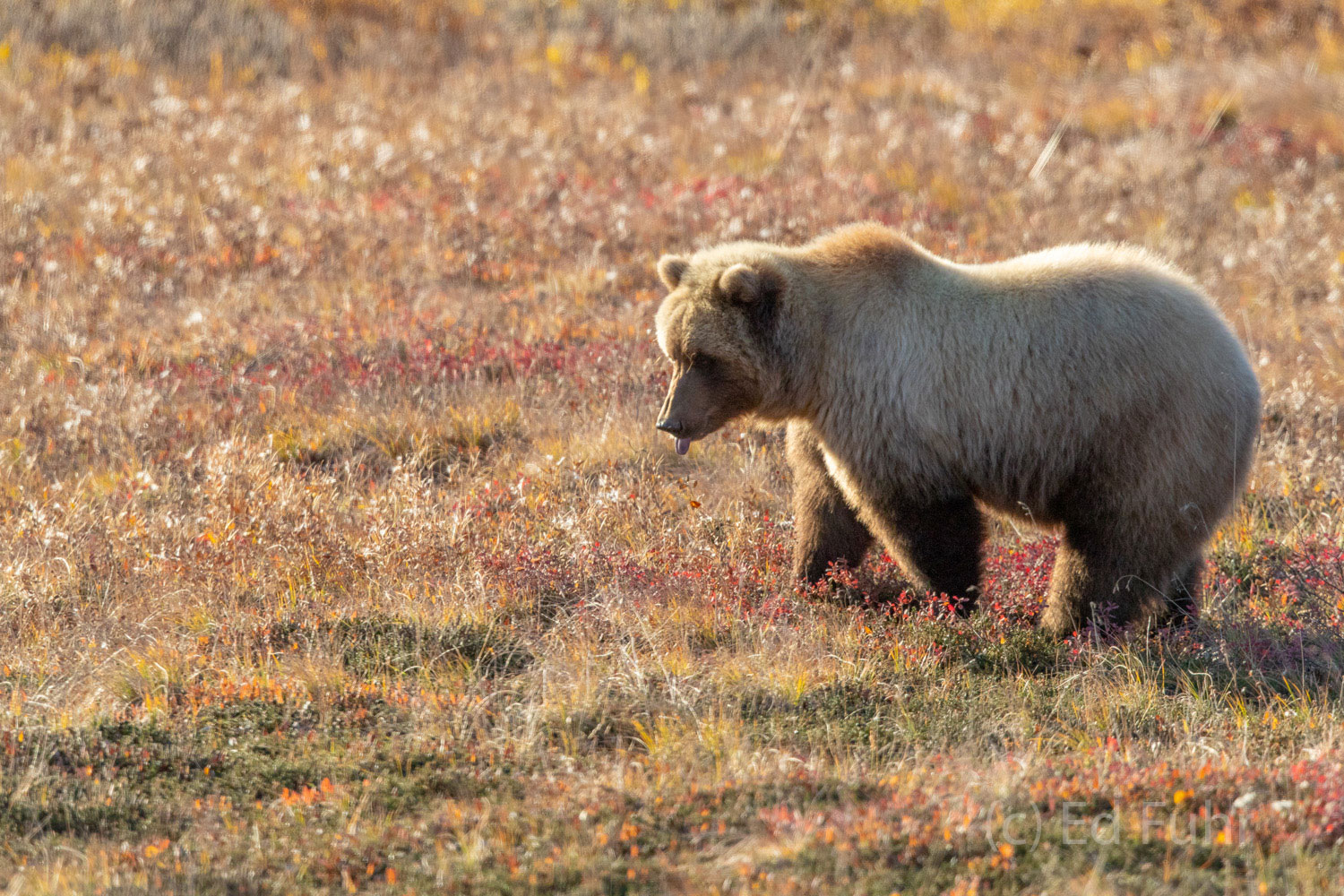 A grizzly licks its lips in anticipation