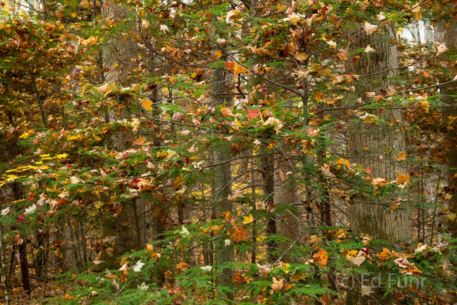 A pine catches the maple leaves as they fall to the ground.