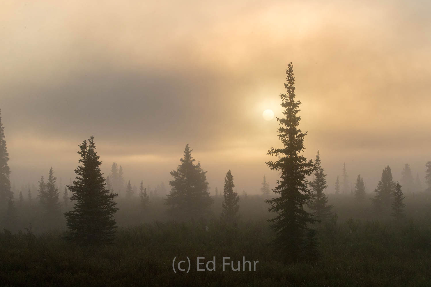 Not particularly common in Denali, fog rises above the river, shrouding the Denali valley and trees.
