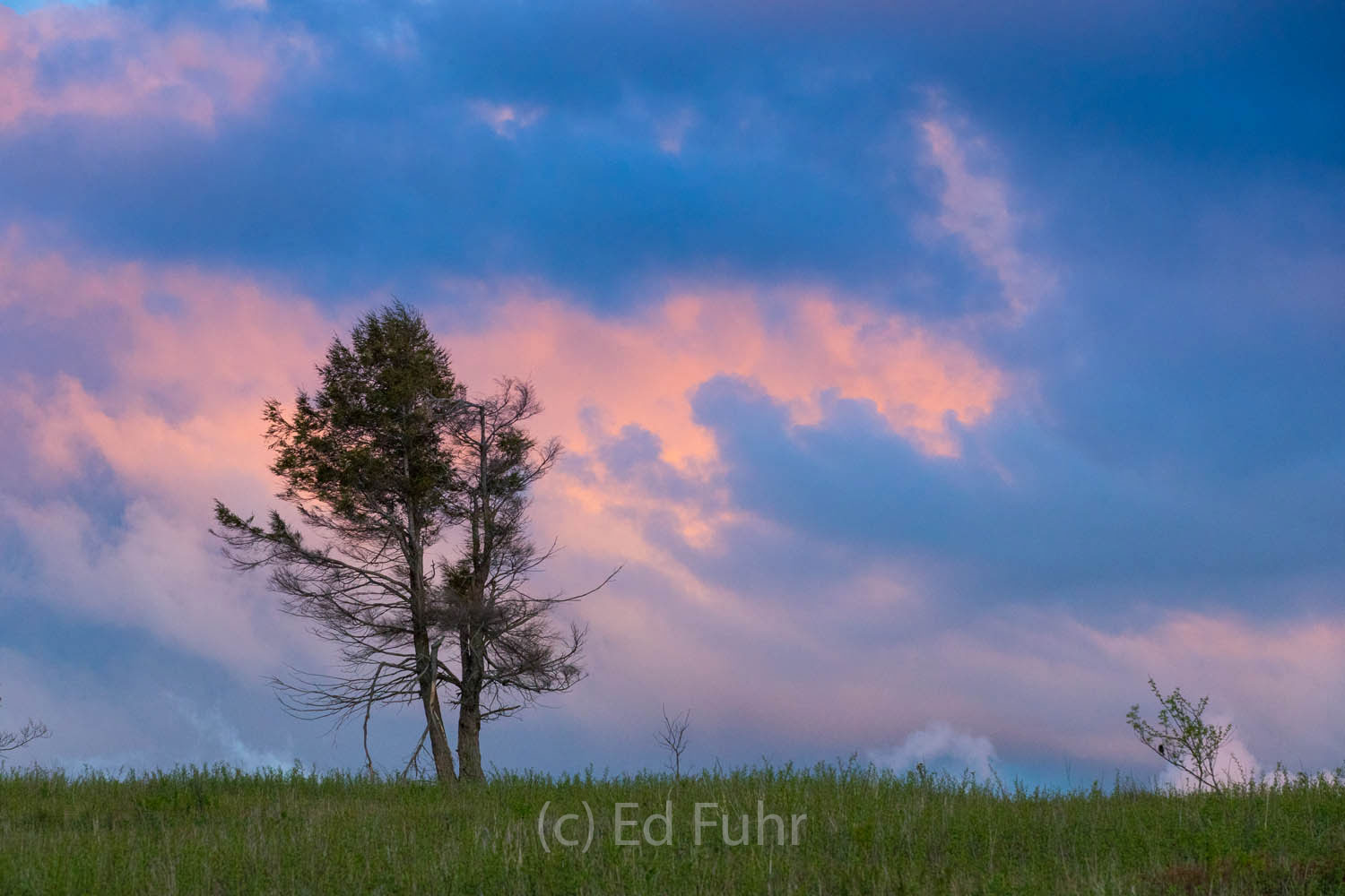 A lone pine stands astride a nearby ridge as dawn breaks.