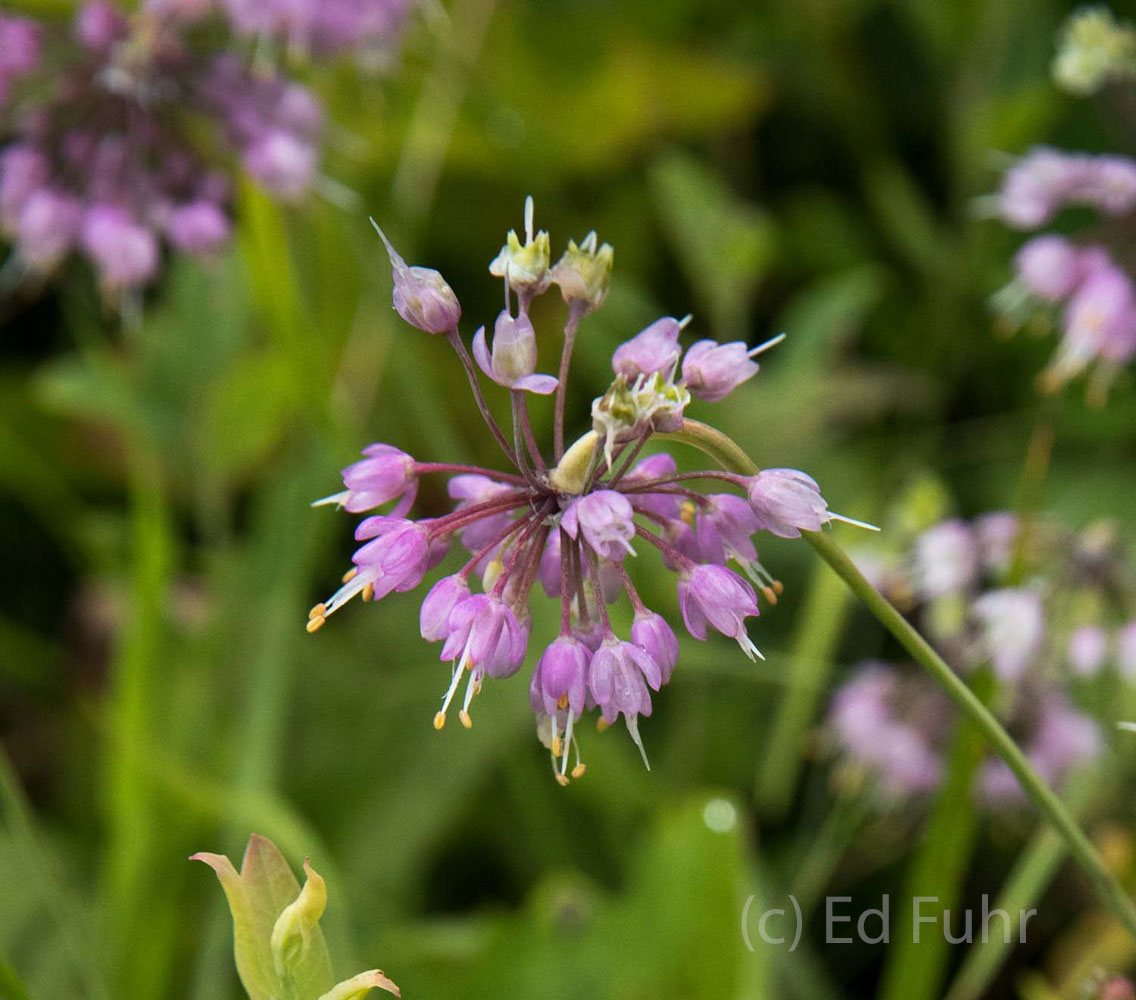 Pink Allium wildlfower complements the numeous rudbeckia, daisies and helianthus found in Shenandoah National Park.