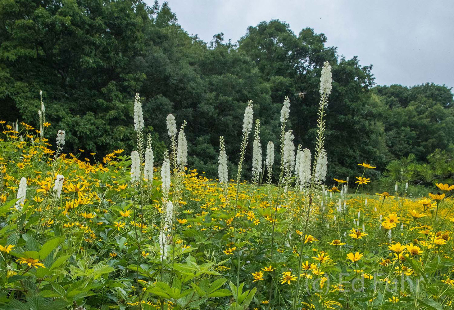 The slender flowering spikes of black cohosh invite us into Big Meadows and the forest's edge.