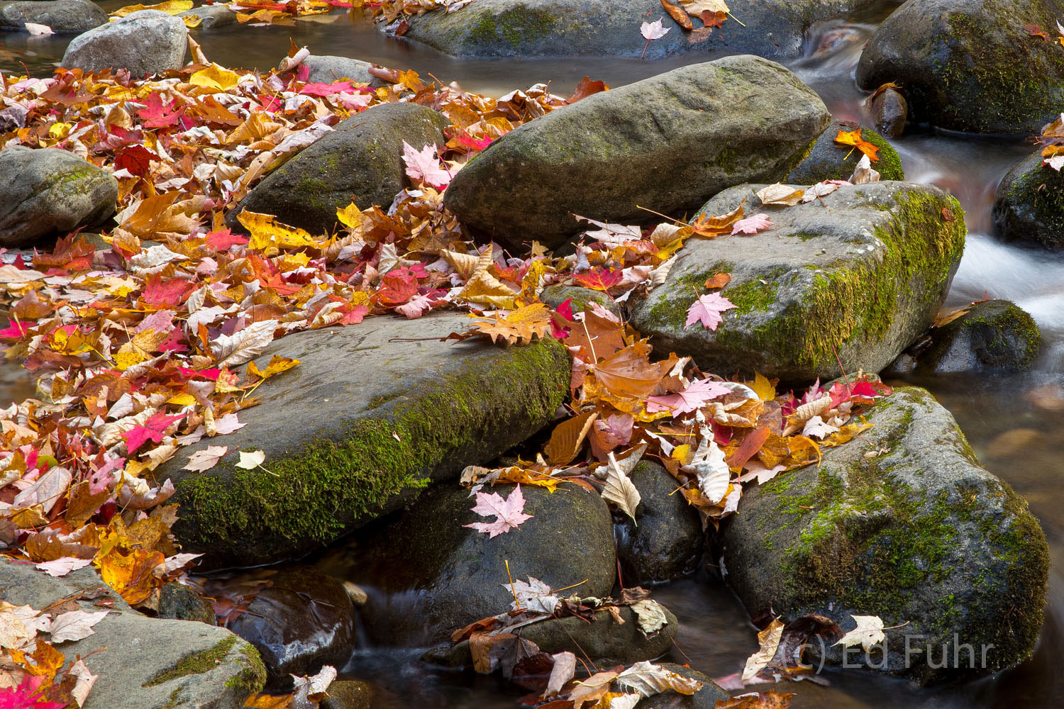 Fall is passing and leaves gather around the boulders of this mountain stream.