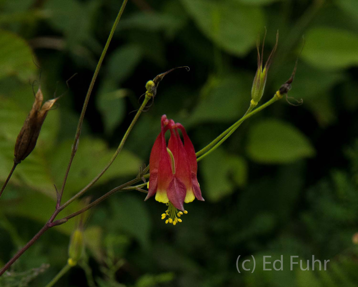 A vivid red columbine blooms in the moist shade.