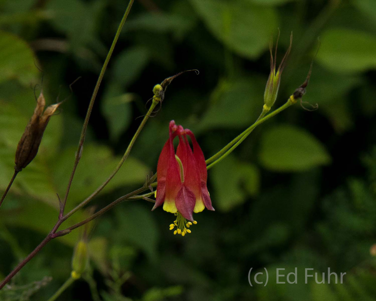 Columbine Wildflower A vivid red columbine blooms in the moist shade.