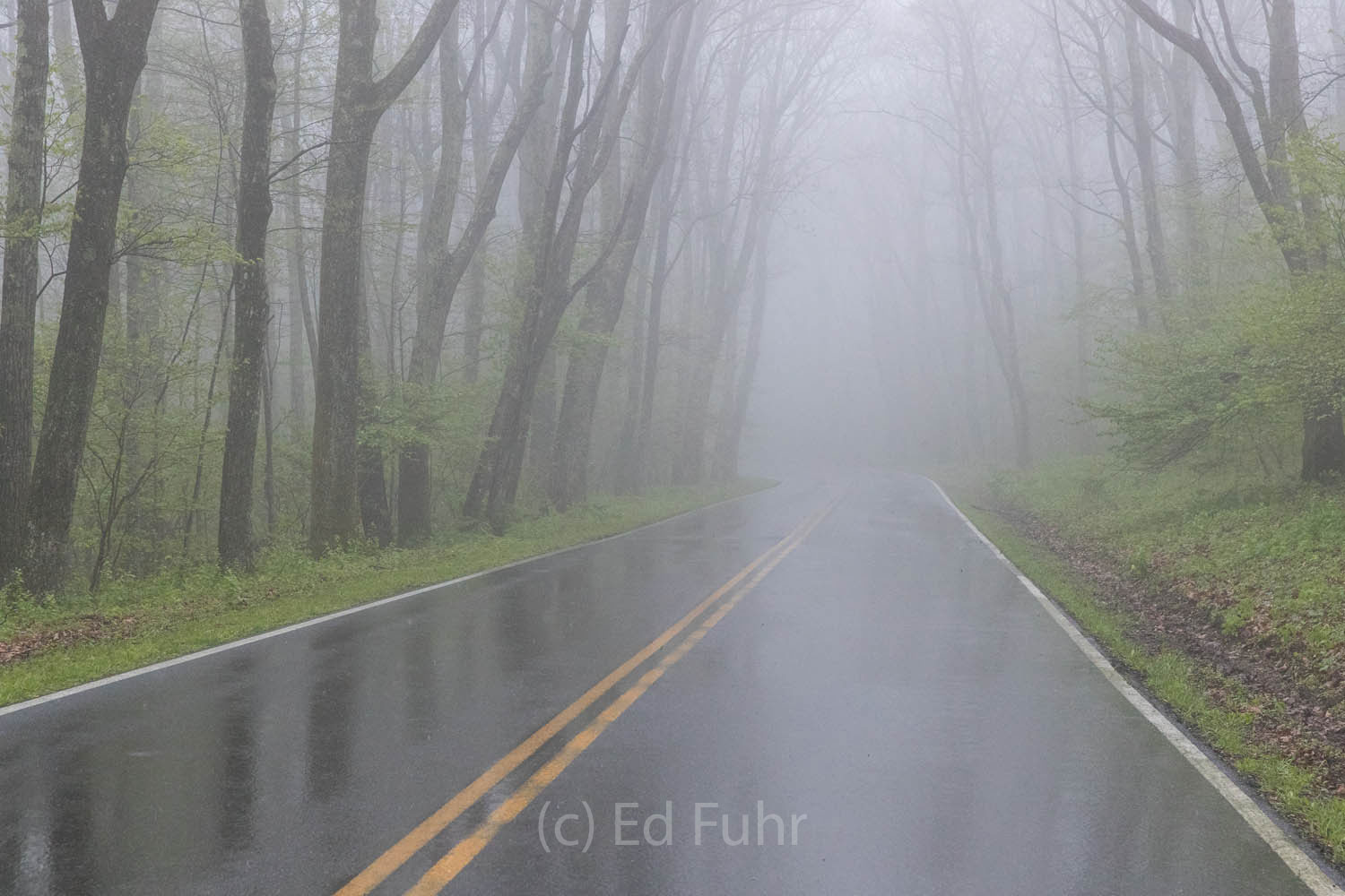 Spring Drive in the Fog Fog frequently shrouds Skyline Drive