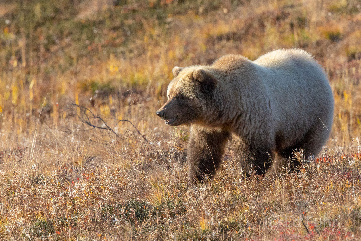 A young grizzly bear hunts for ground squirrels near Sable Pass.