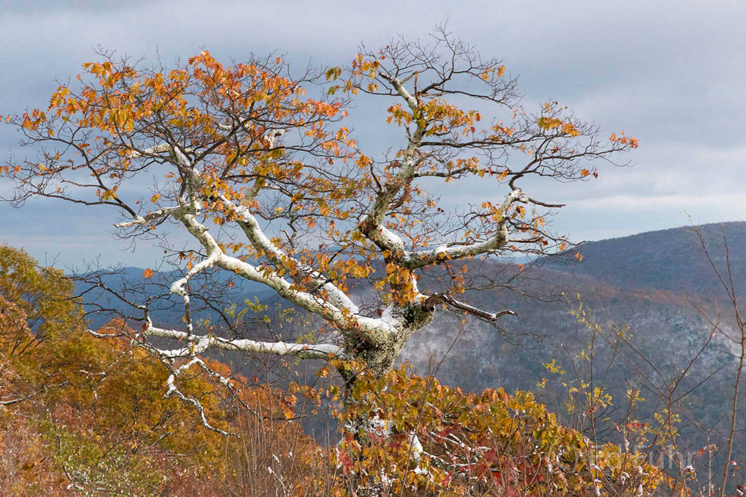 Twisted by pine, colored by fall and dusted in winter's first snow this tree stands atop a cliff's edge in Shenandoah National...