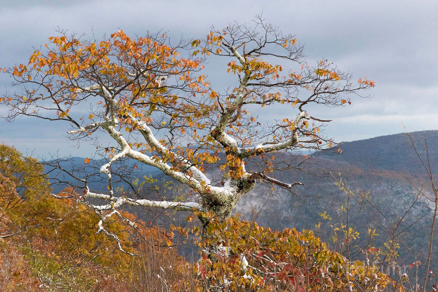 At Cliff's Edge Twisted by pine, colored by fall and dusted in winter's first snow this tree stands atop a cliff's edge in Shenandoah National...