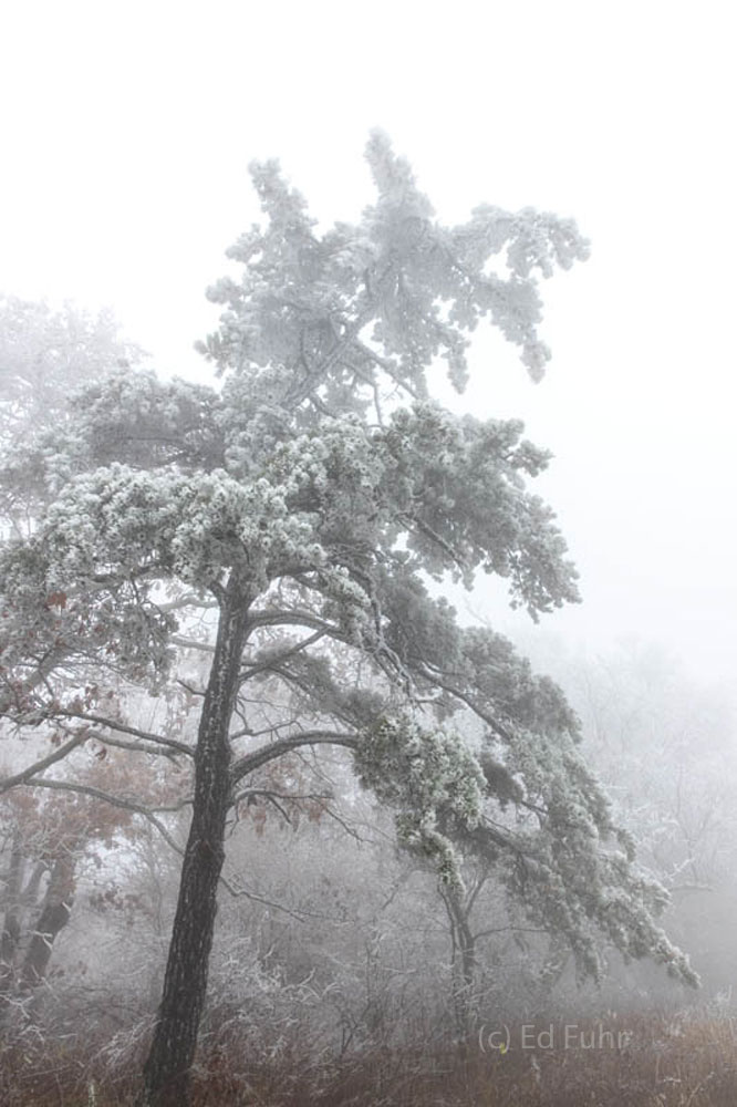 A lone pine, coated in heavy rime ice, stands along as Skyline Drive.