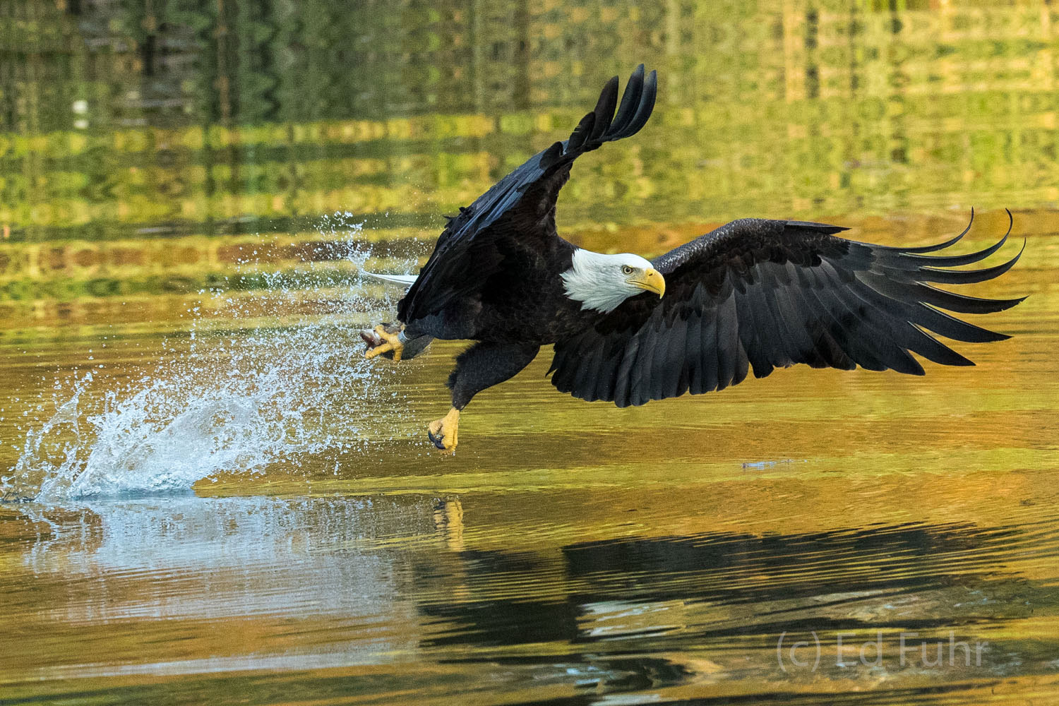 A bald eagle rises from the James River reflecting fall's colors.