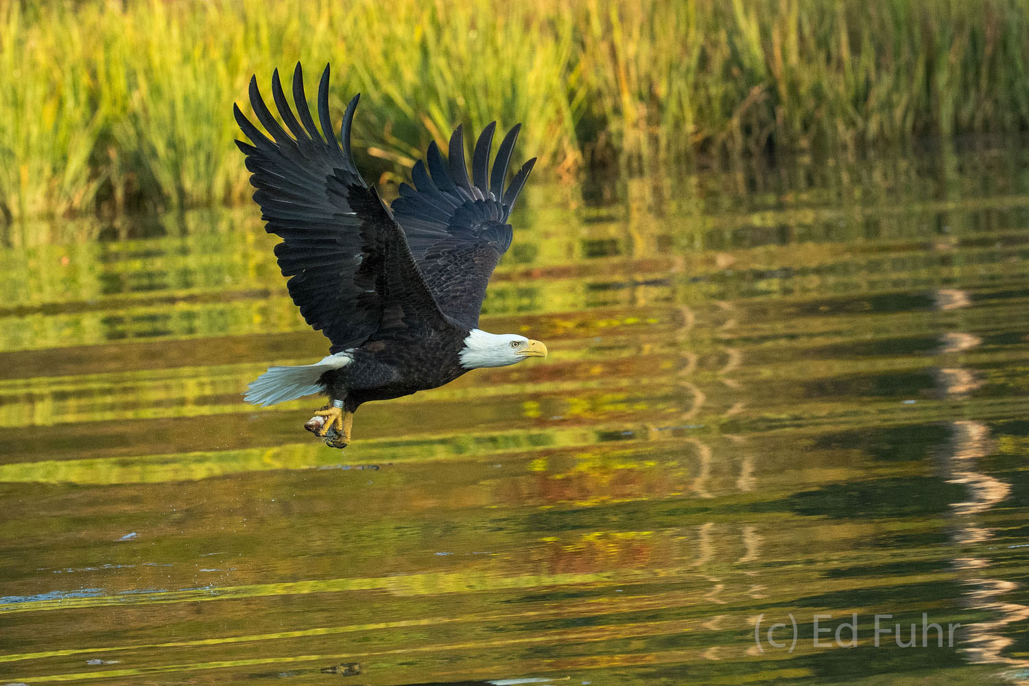 Nicknamed Bandit, a bald eagle flies with its catch across the autumn-colored waters of the James River.