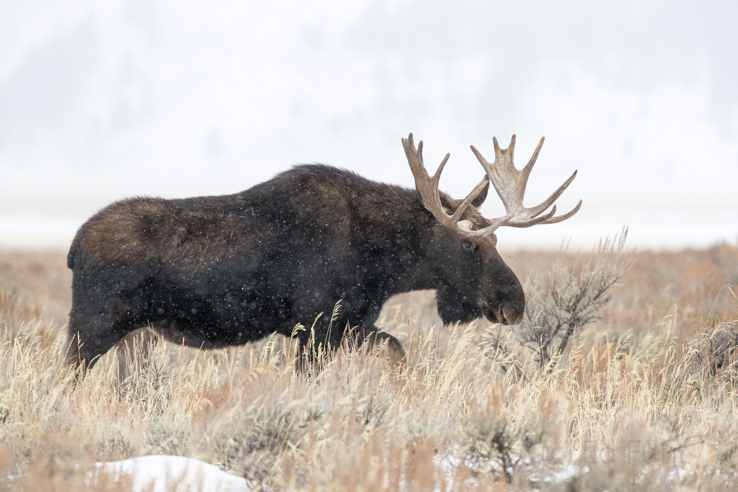 Moose Sage A bull moose slowly grazes his way across the sage meadow.