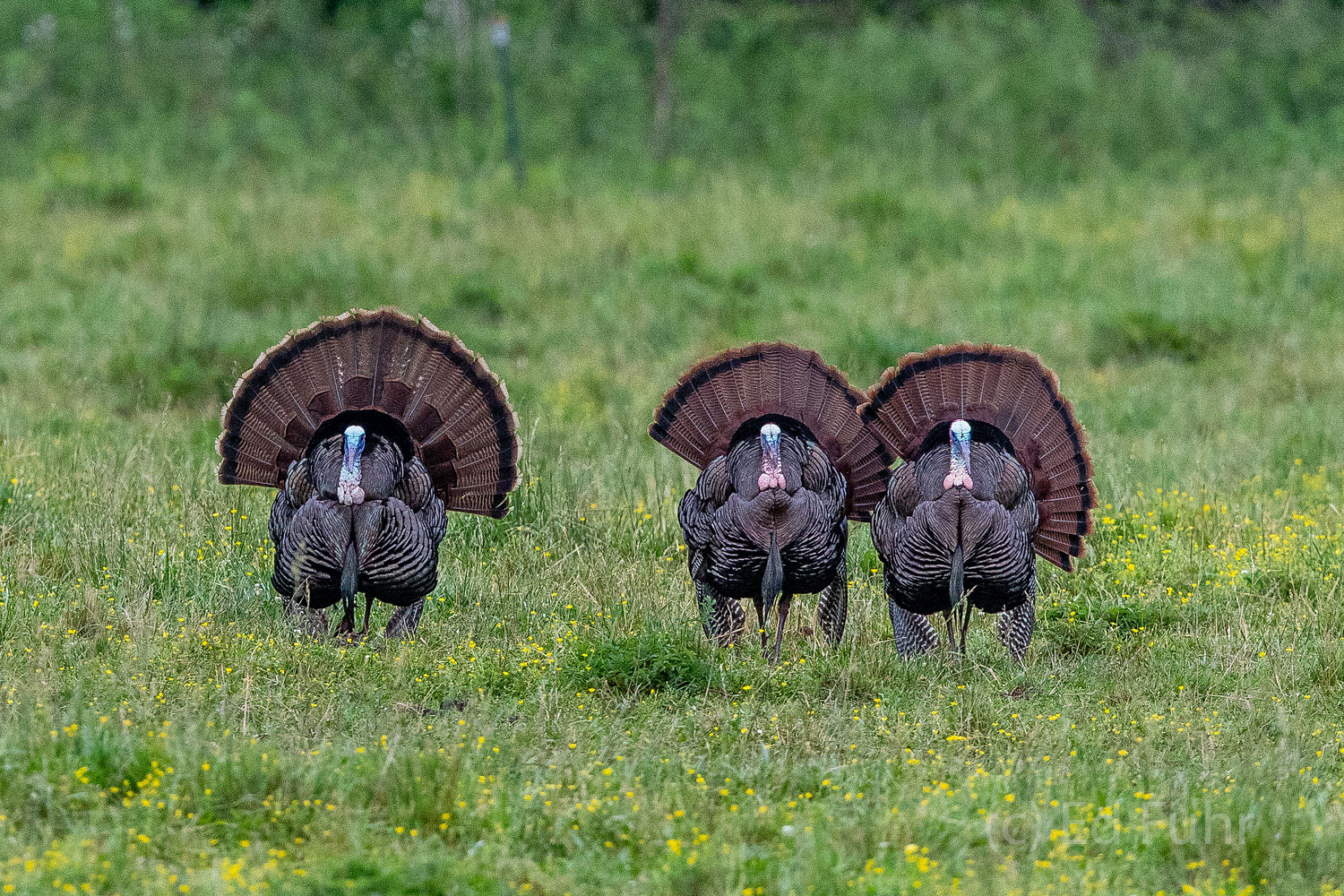 Three tom turkeys strut and display their feathers as they compete to woo the attention of some nearby ladies.