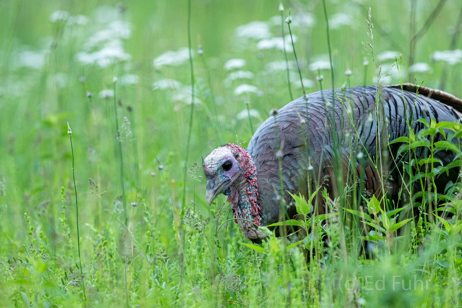 A turkey searches for insects on the dew-laden grasses on this spring morning.