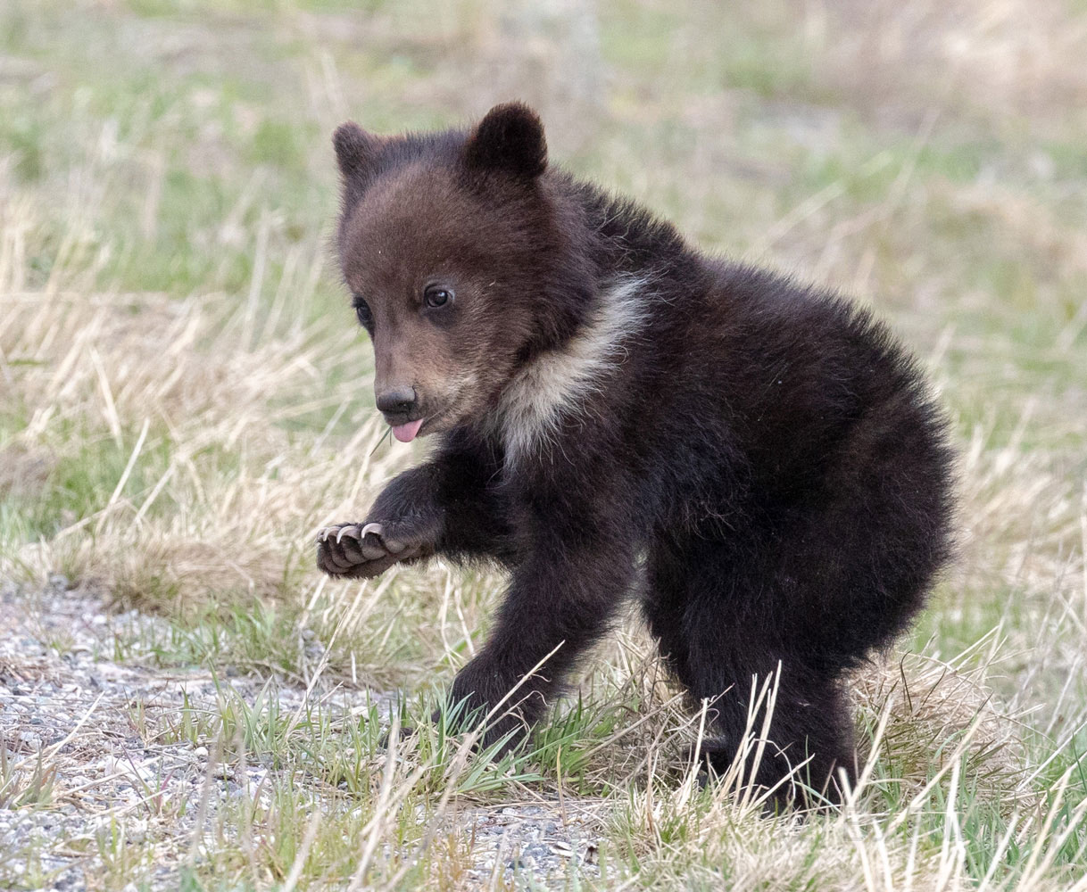 Pepper is a beautiful grizzly bear cub with a distinctive white sash or blaze.  Here she practices her earliest dance moves.