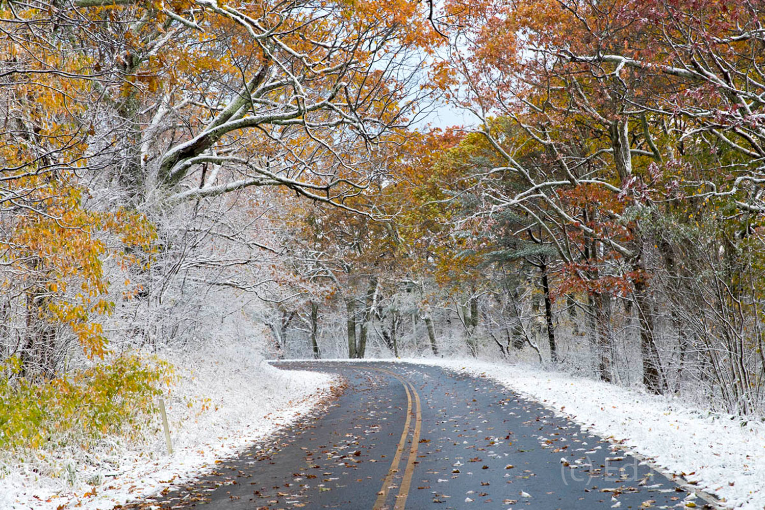 On this snowy morning, Skyline Drive is empty.  There remains a surprising amount of fall color.  It is beautiful and quiet drive...