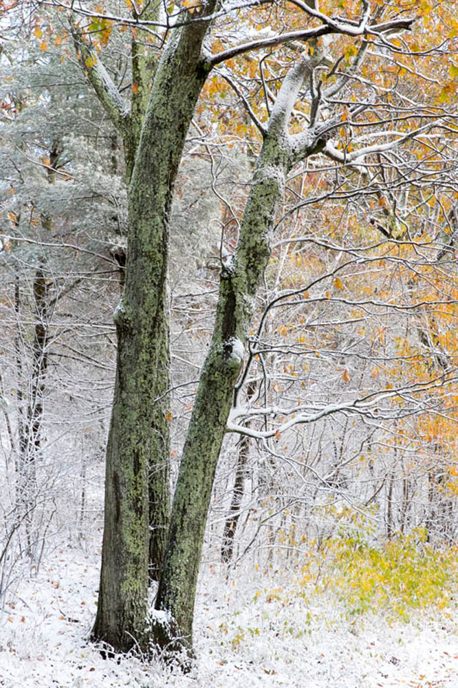 At the edge of the woods, a large oak is coated in light snow.