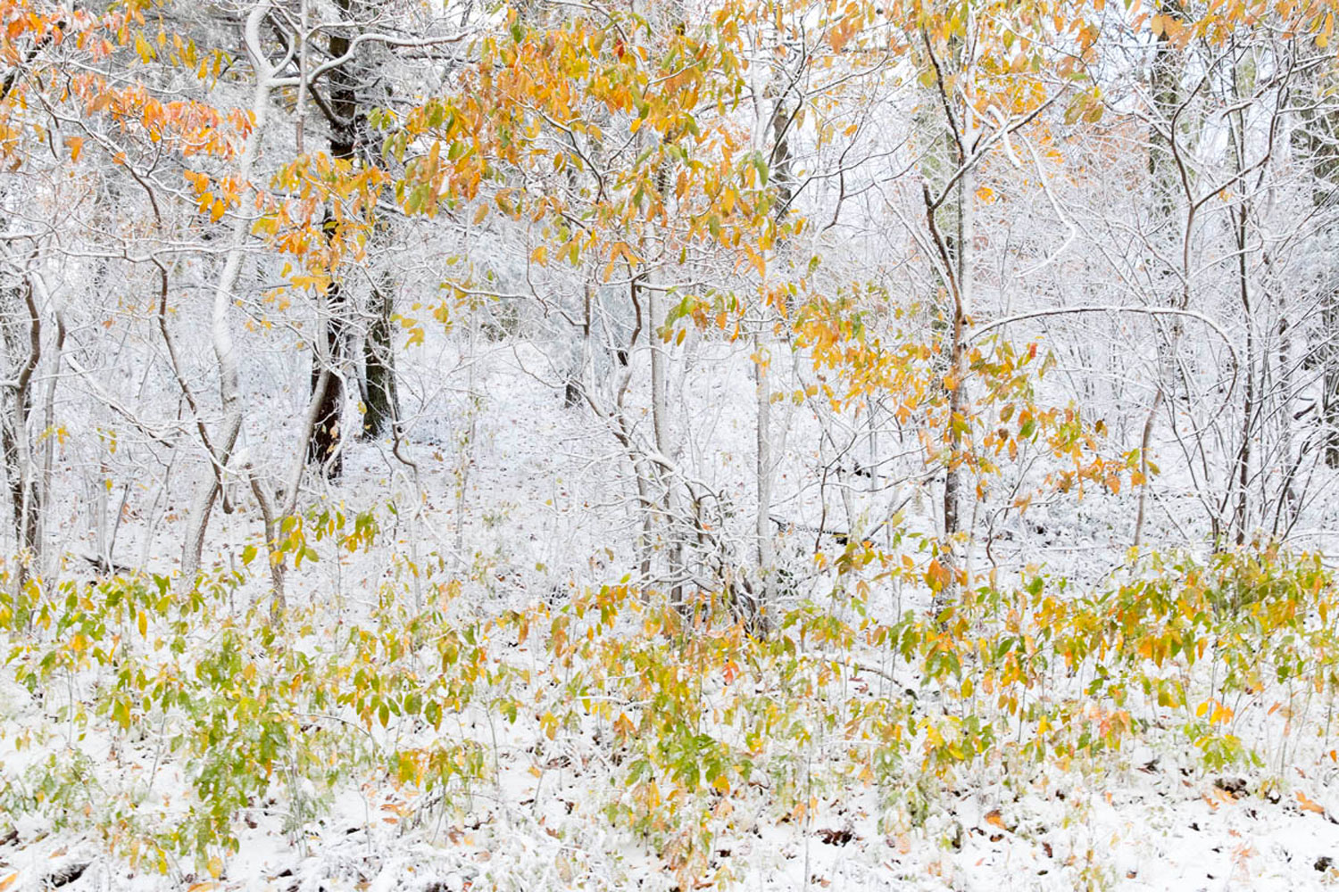 Snow and Fall In the Woods Last night's snow creates the perfect backdrop for fall's colors.
