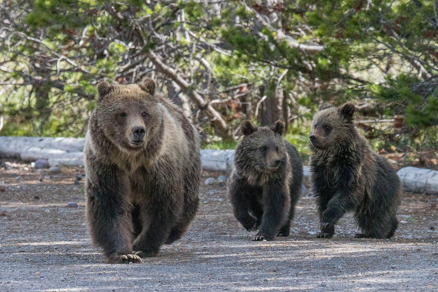 Blondie's Family, 2018 Grizzly bear Blondie leads her two subadult cubs from a nearby corral.