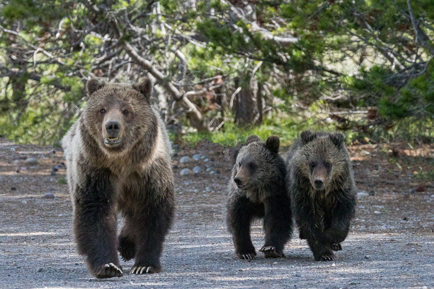 Meeting at the Corral As I watch the grizzly bear Blondie and her two cubs meander toward me I am struck. There is only me and a ranger in this remote...