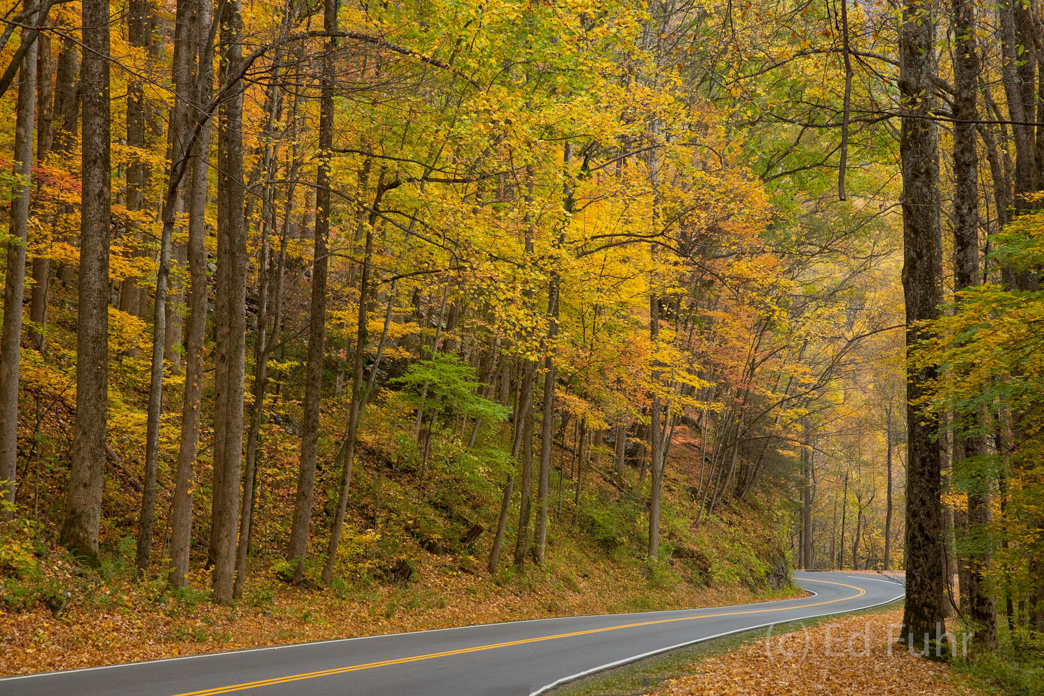 Highway 441 twists and curves through the autumn forest.