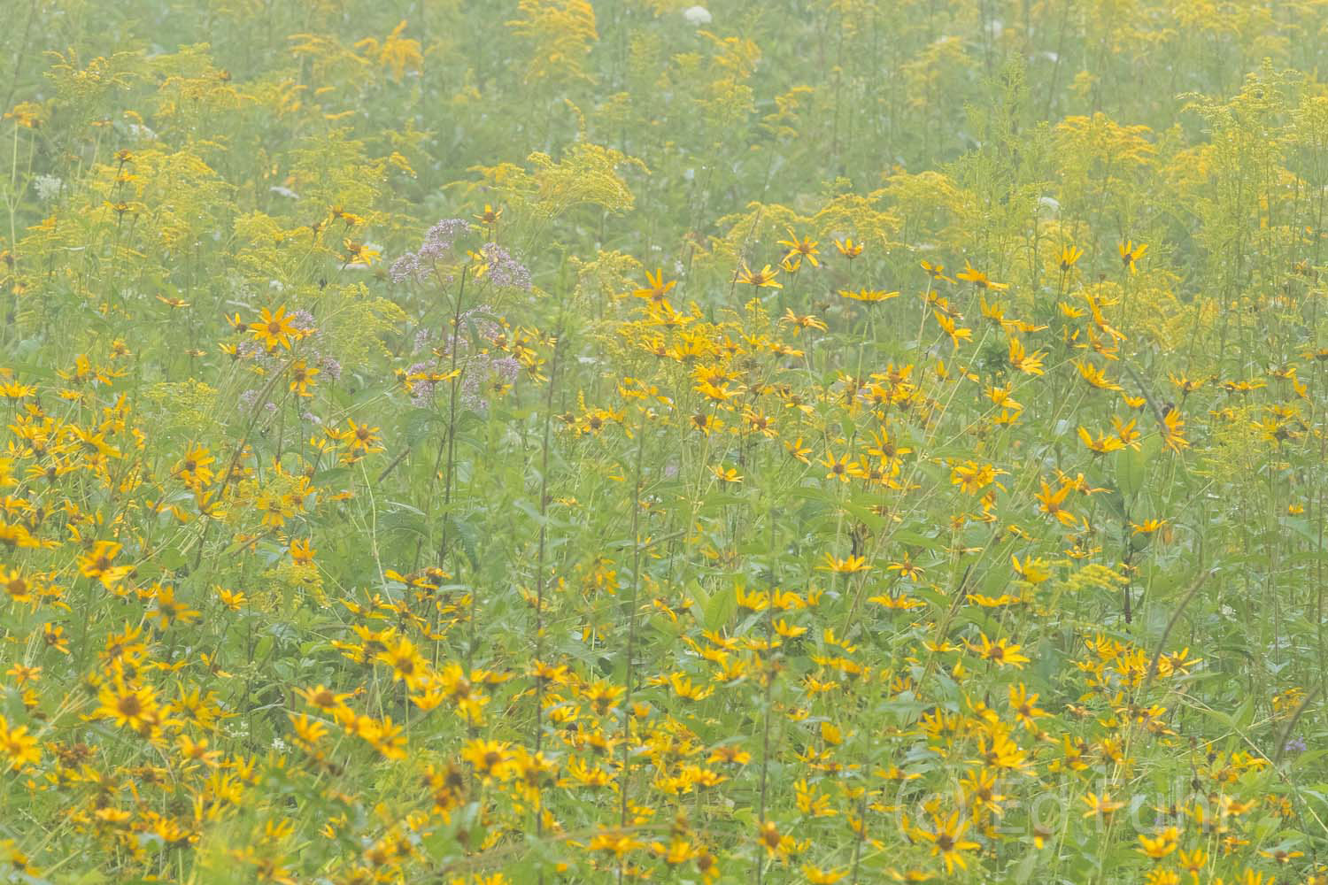 A soft fog blankets Big Meadows' wildflowers.