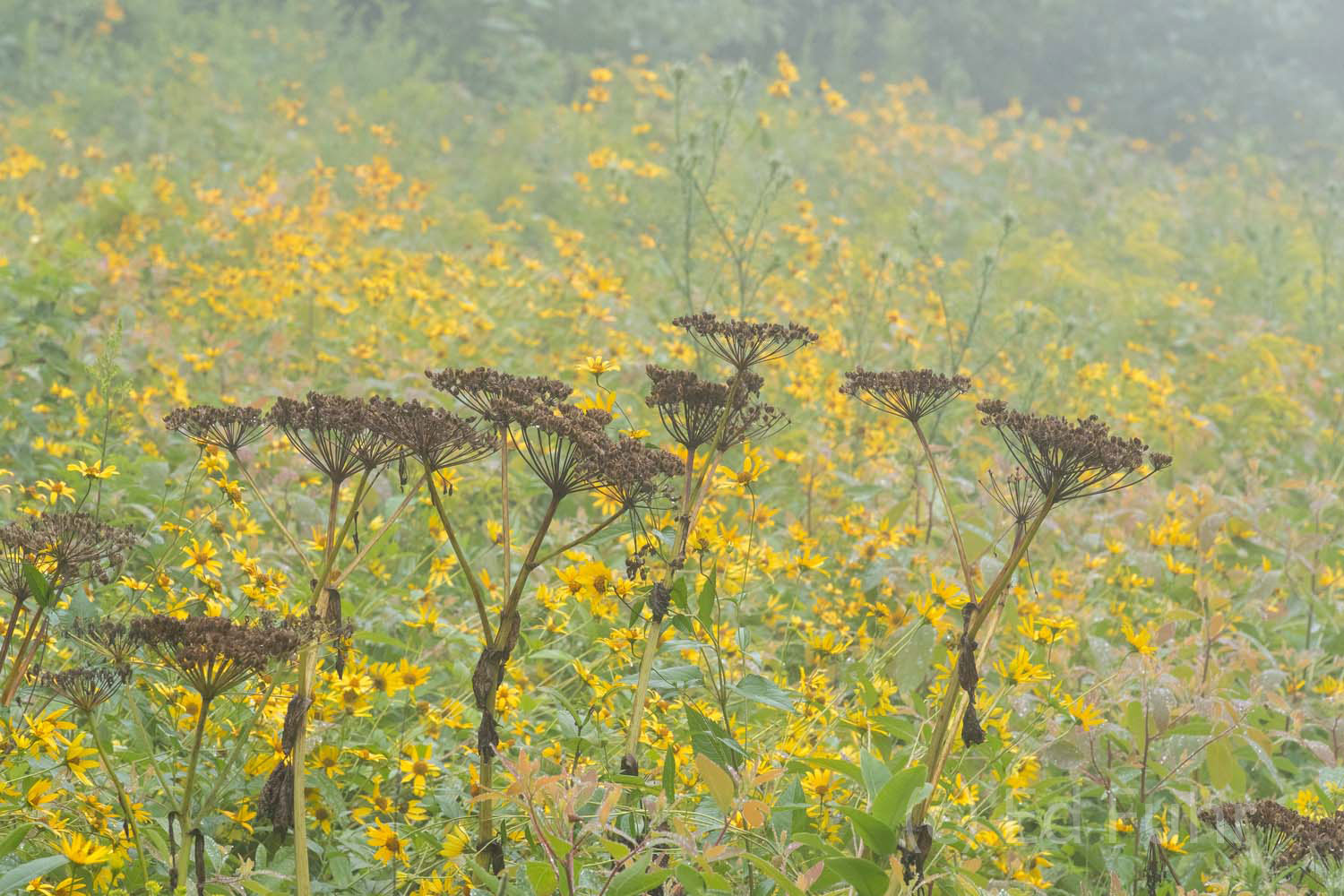 The dried seed heads of cow parsnip rise above a field of black eyed susans and sunflowers.
