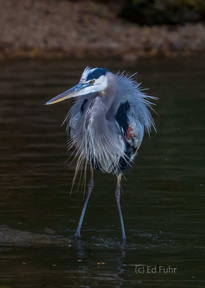 A great blue heron fluffs its feathers after swallowing another fish.