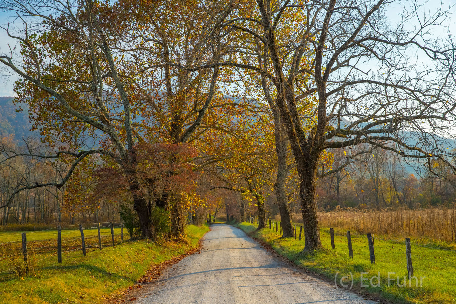 Sparks Lane is beautiful in all seasons, especially this autumn morning in Cades Cove.