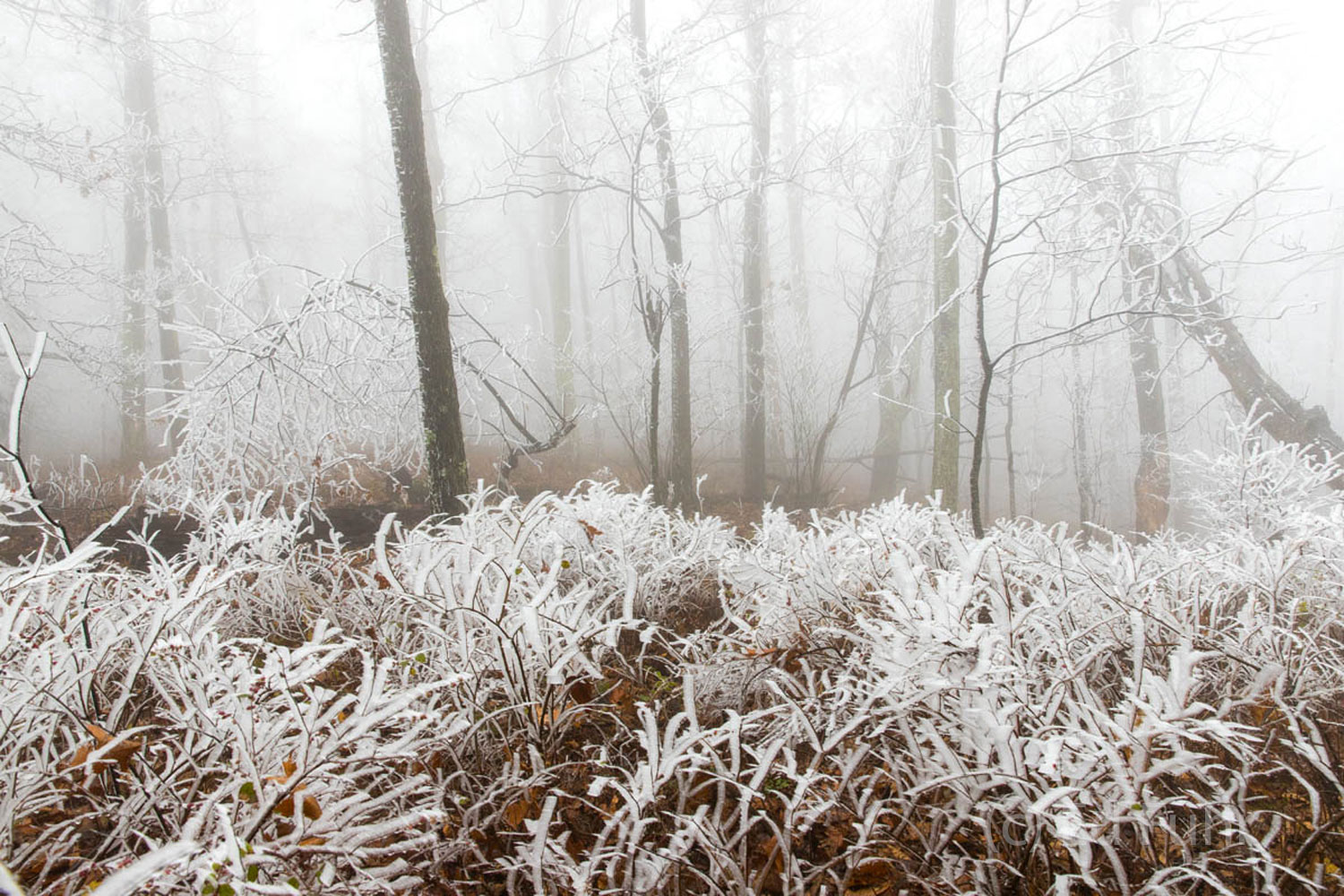Frozen Understory As tempting as it is to travel through the frozen land, it is even more rewarding to walk through the ice-covered understory....